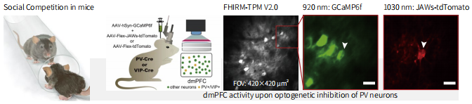 微型化雙光子顯微鏡 自由運(yùn)動 活體成像