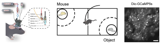 微型化雙光子顯微鏡 自由運(yùn)動 活體成像