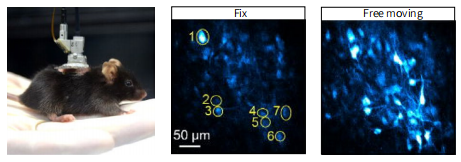 微型化雙光子顯微鏡 自由運(yùn)動 活體成像