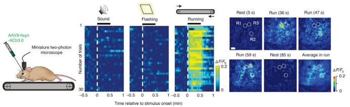 微型化雙光子顯微鏡 自由運(yùn)動 活體成像