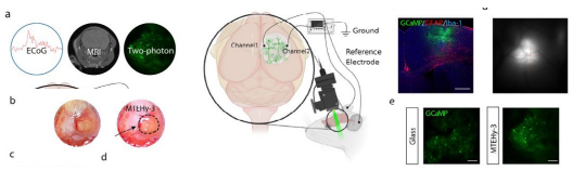 微型化雙光子顯微鏡 自由運(yùn)動 活體成像
