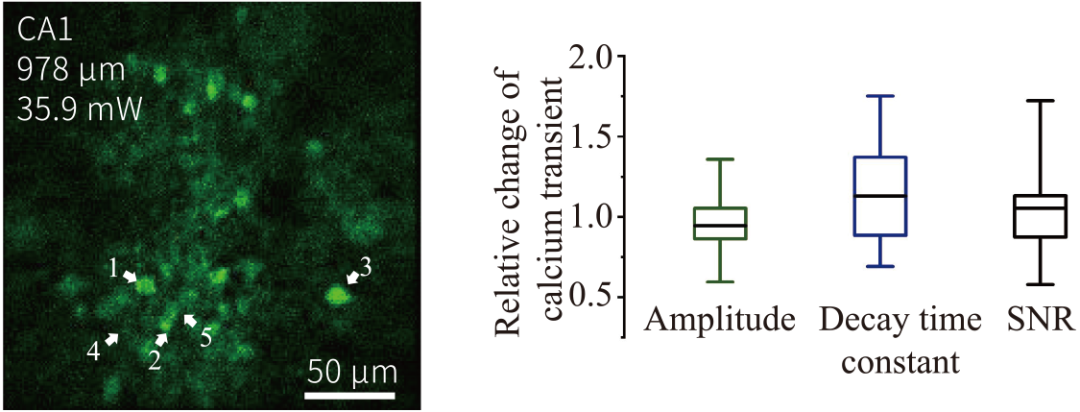 微型化三光子顯微鏡 自由行為動(dòng)物 深腦成像
