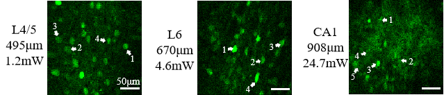 微型化三光子顯微鏡 自由行為動(dòng)物 深腦成像