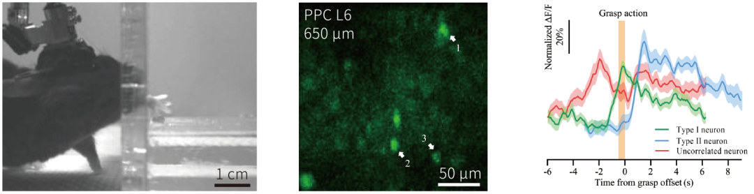 微型化三光子顯微鏡 自由行為動(dòng)物 深腦成像