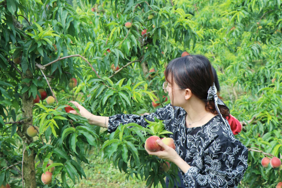凤凰沟桃子采摘正当时,桃树上硕果累累,胭脂红的桃子掩在绿叶之中
