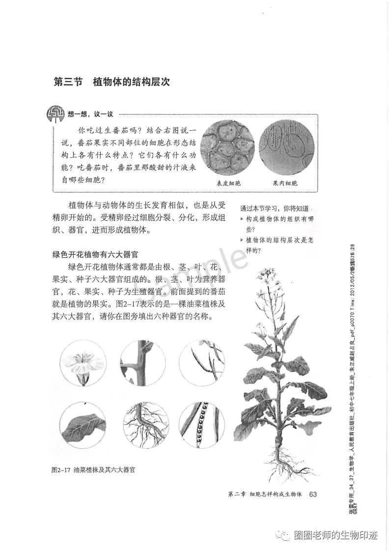 第三节植物体的结构层次 Page63 人教版七年级生物上册电子课本 教材 教科书 好多电子课本网