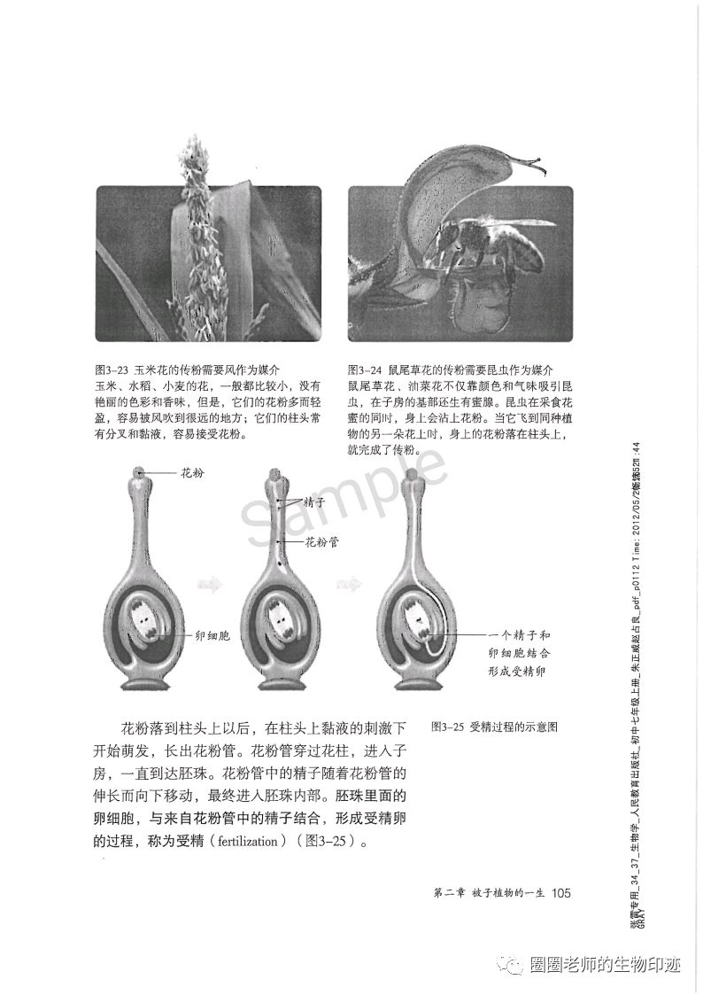 传粉和受精 Page105 人教版七年级生物上册电子课本 教材 教科书 好多电子课本网