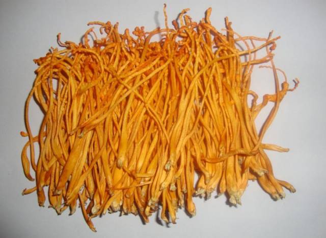 这是人工量产满大街的「虫草菌」