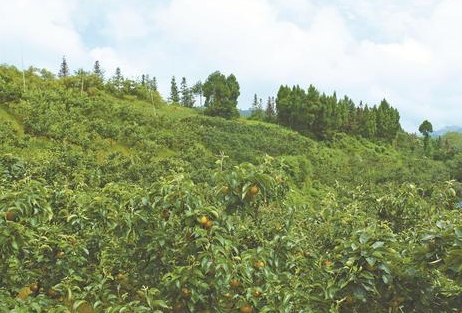 “丹”心照梨园——大学生李丹网上卖梨盘活家乡梨产业 