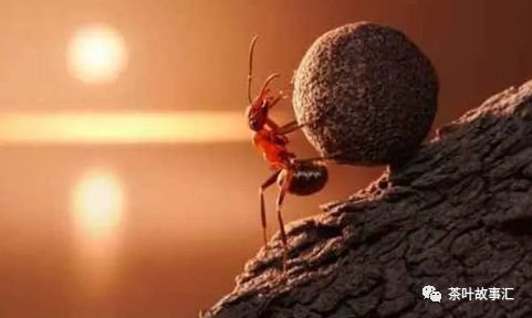 懂了人性，你就懂了黑茶事业！