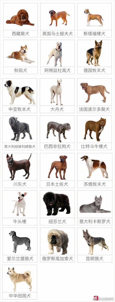 国外的狗当宝贝 中华田园犬只能被处死 碟报站 飞碟说 微信公众号文章阅读 Wemp