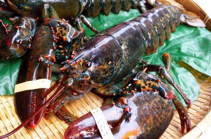 世界各地龙虾大全