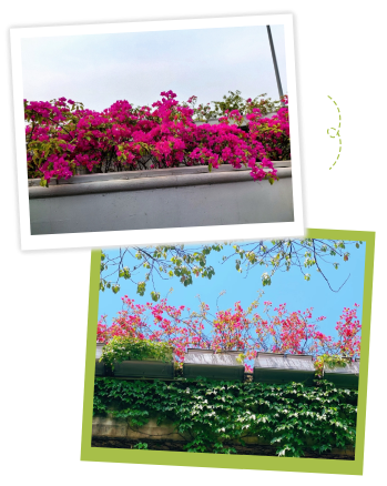 高架、街巷一路生花，金牛人：这浪漫我熟！插图10