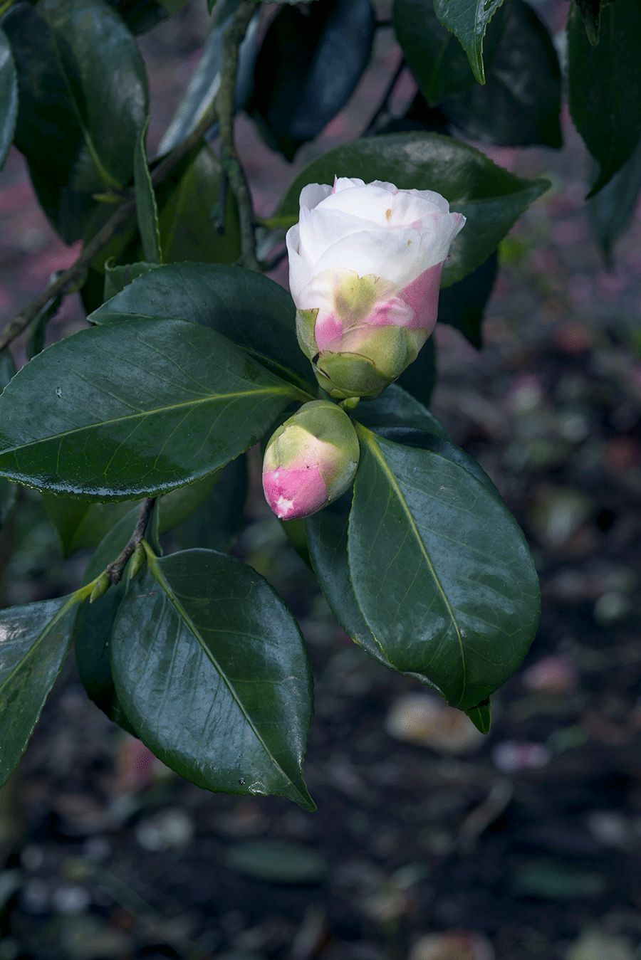 山茶花 物道 大学