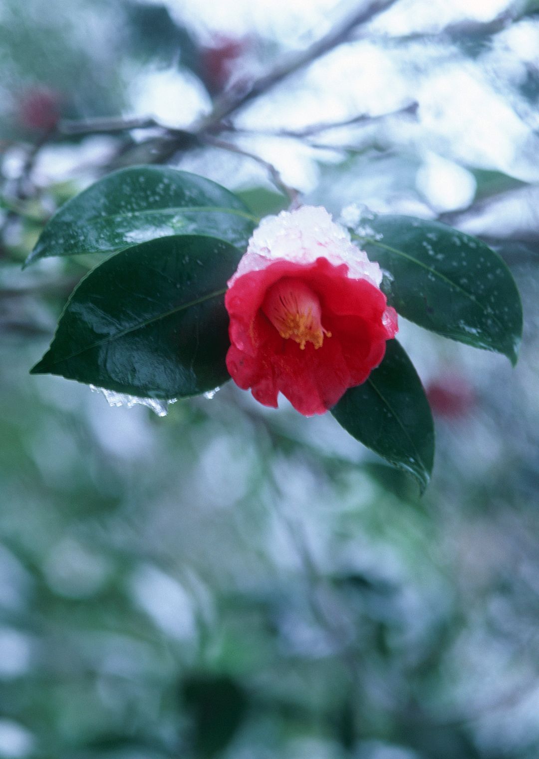 山茶花 物道 大学