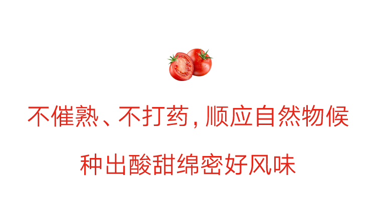 普罗旺斯西红柿简介_普罗旺斯西红柿简介展板_普罗旺斯西红柿简介产地