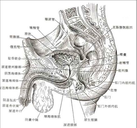 膀胱手术需要哪些器械腹腔镜下根治性膀胱切除术_https://www.jmylbn.com_新闻资讯_第2张