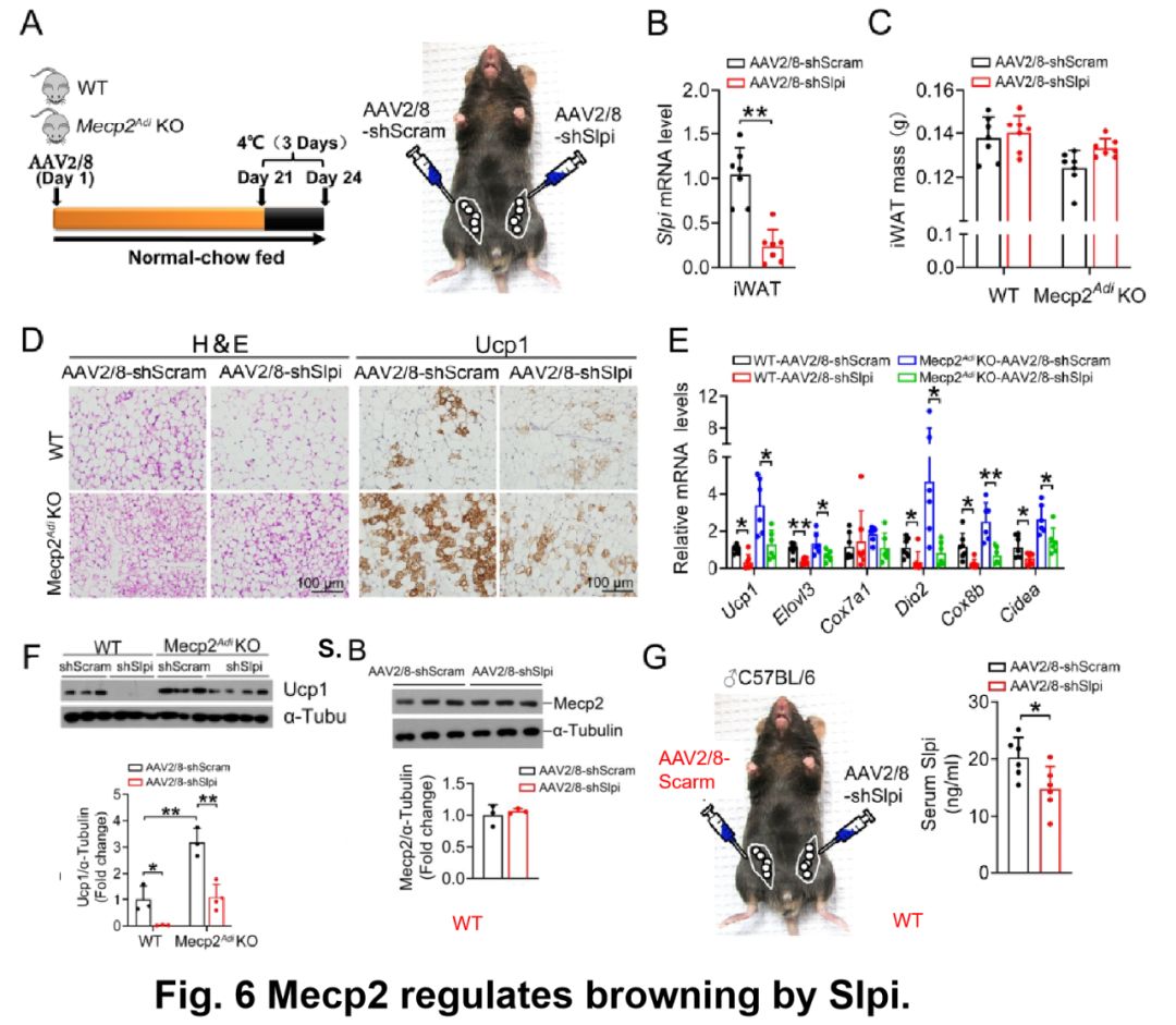 脂肪 細胞 褐色