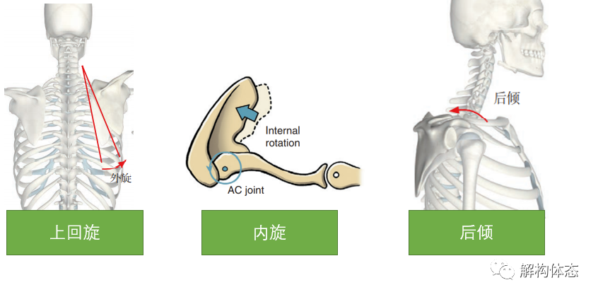 杭州博養醫院運動康復科：手臂上舉的時候我們的關節發生了什么？插圖8