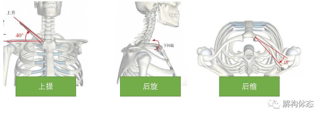 杭州博養醫院運動康復科：手臂上舉的時候我們的關節發生了什么？插圖11