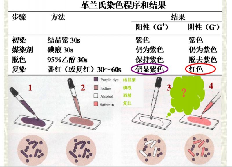 学习革兰氏染色 一定要掌握的细菌检验细节 鑫彩生物 微信公众号文章阅读 Wemp