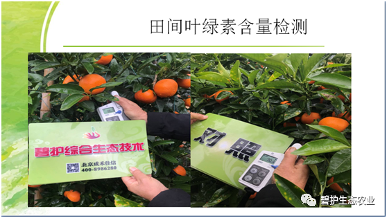 碧护生态综合技术：种好柑橘看“沃”的