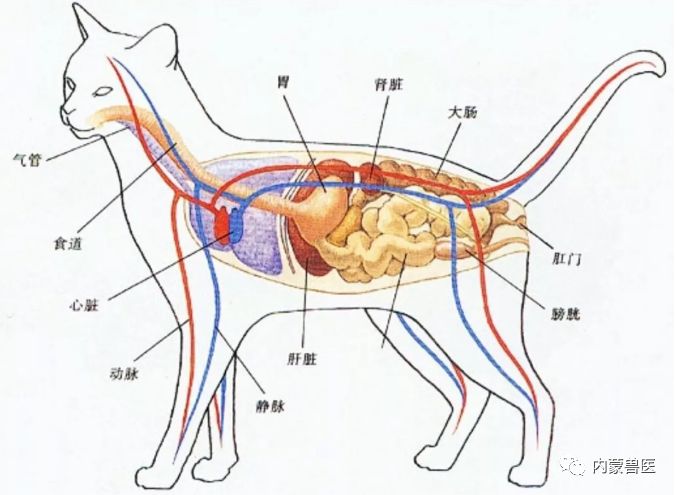 猫的生理特点 生物学特性和解剖生理特点 内蒙兽医 微信公众号文章阅读 Wemp