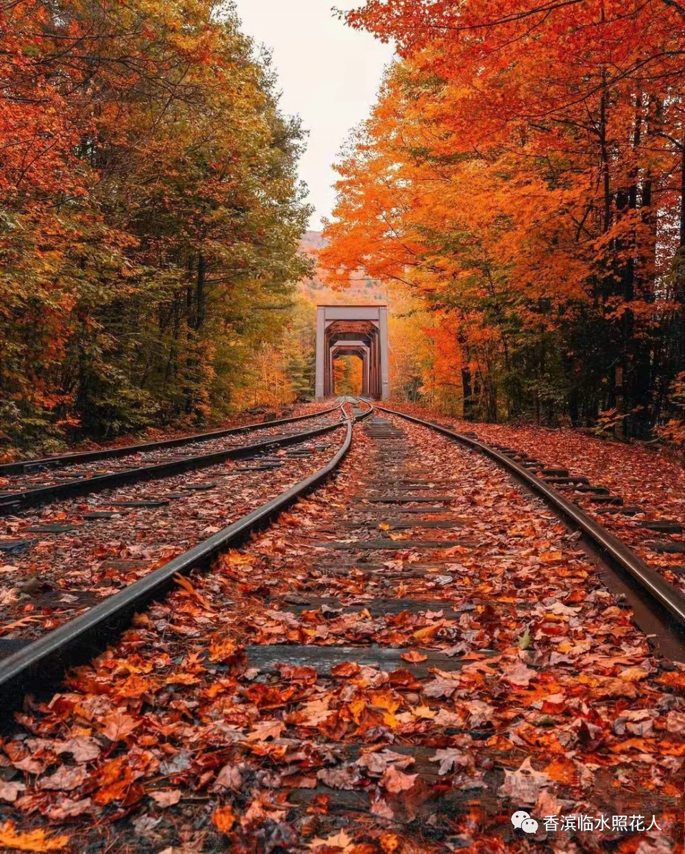 【思维导图“画”作文】魏梓桓《二十年后的故乡》五年作文（21）