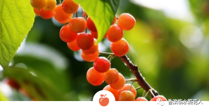 【创意作文优秀作品展示——玉米思维导图“画> 图片