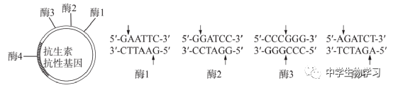 2023高考理综生物试题及答案新课标Ⅱ卷