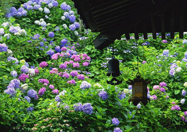 6月將至 讓日本的繡球花治癒你的雨季小憂傷吧 新鮮日本 微文庫