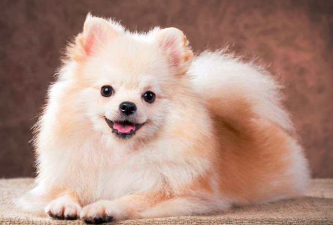 宠物狗品种图片大全 宠物狗品种介绍 看看你认识几种?