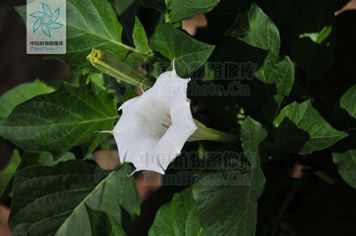 山莨菪碱发音_山碱莨菪片咋读_山莨菪碱怎么读