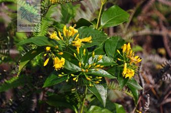 山莨菪碱怎么读_山碱莨菪片咋读_山莨菪碱发音