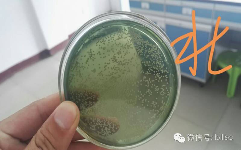 【对虾养殖】南美白对虾养殖之弧菌病防治技术