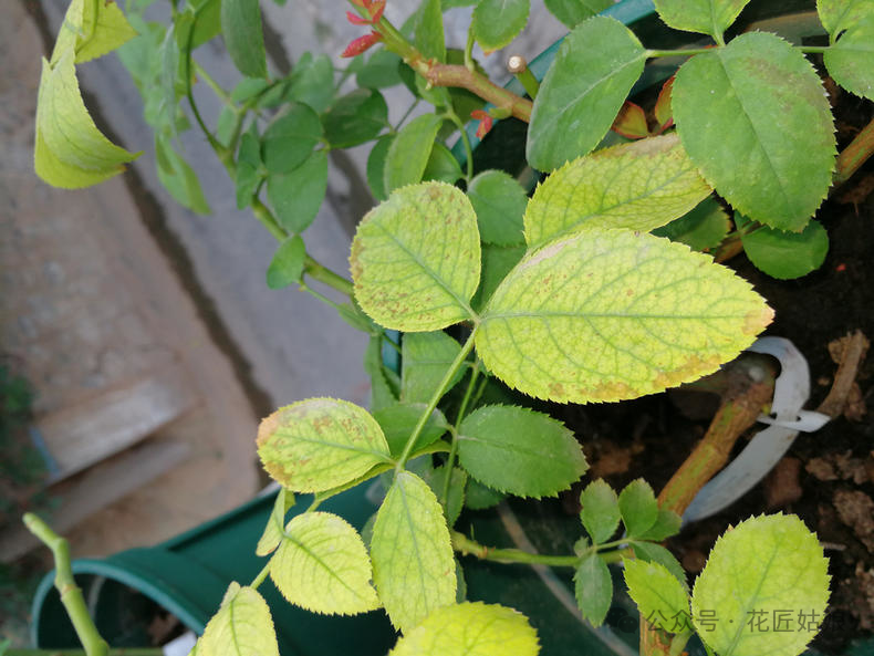 9招教你成为花木医生——提高花木成活率,植物生病不
