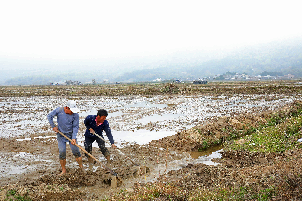 红海湾田墘街道共促农民丰收_政务动态_汕尾红海湾经济开发区