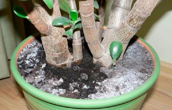 花卉养不好 花盆长 白毛 蘑菇 对人有害吗 别忽视 阳台花园菜园 微信公众号文章阅读 Wemp