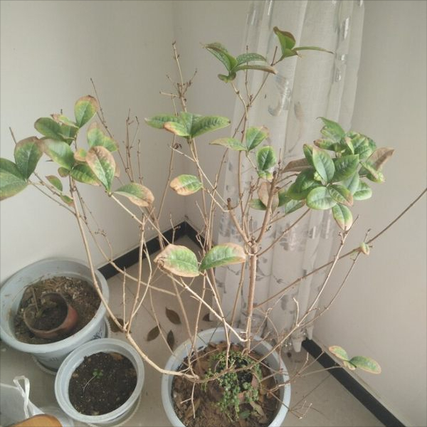 红掌寓意及花语_红掌风水摆放禁忌_红掌的风水寓意