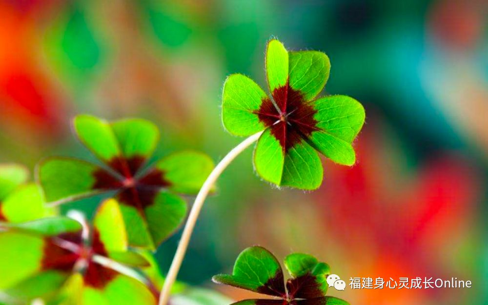 晚安故事 你是天底下最幸运的人 瑀蝶心花园 微信公众号文章阅读 Wemp