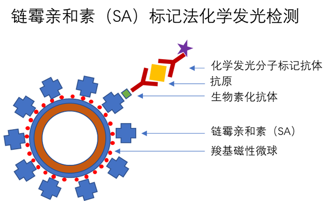 东纳生物推出“磁珠+试剂优化”综合解决方案——助推发光磁珠国产替代，赋能体外诊断行业发展