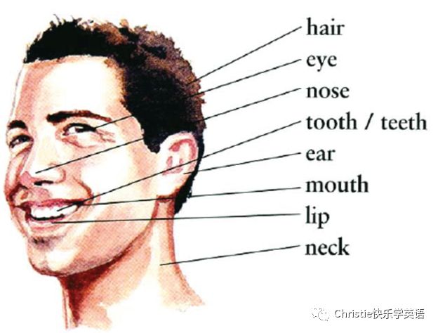 词汇积累 初级 人物类词汇之身体部位 中小学英语延伸课堂 微信公众号文章阅读 Wemp