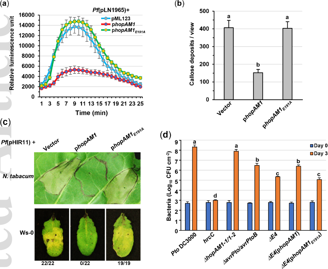 New Phytologist 植物病原细菌效应蛋白hopam1操纵内源性nad 促进发病的新发现 全网搜
