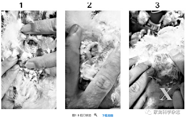 怎么约周围的鸡现代肉种鸡产蛋高峰后饲养管理关键控制点（下）_https://www.jmylbn.com_新闻资讯_第13张