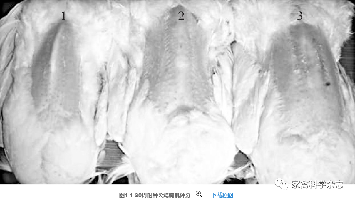 怎么约周围的鸡现代肉种鸡产蛋高峰后饲养管理关键控制点（下）_https://www.jmylbn.com_新闻资讯_第9张