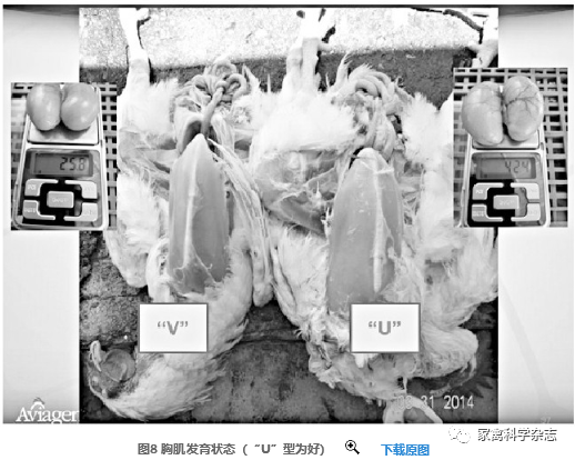 怎么约周围的鸡现代肉种鸡产蛋高峰后饲养管理关键控制点（下）_https://www.jmylbn.com_新闻资讯_第6张