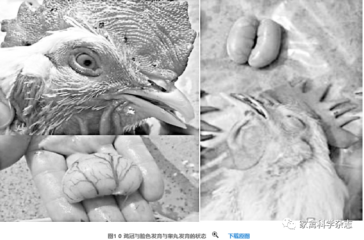 怎么约周围的鸡现代肉种鸡产蛋高峰后饲养管理关键控制点（下）_https://www.jmylbn.com_新闻资讯_第8张