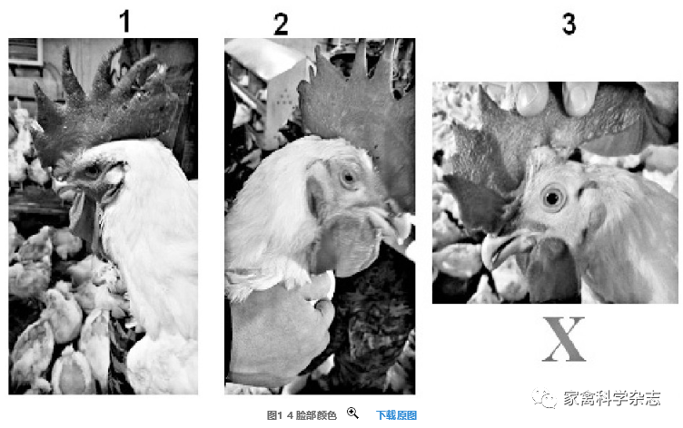 怎么约周围的鸡现代肉种鸡产蛋高峰后饲养管理关键控制点（下）_https://www.jmylbn.com_新闻资讯_第12张