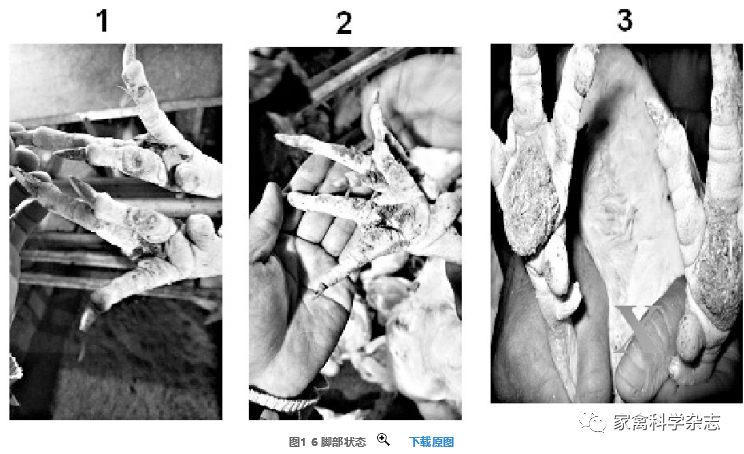 怎么约周围的鸡现代肉种鸡产蛋高峰后饲养管理关键控制点（下）_https://www.jmylbn.com_新闻资讯_第14张