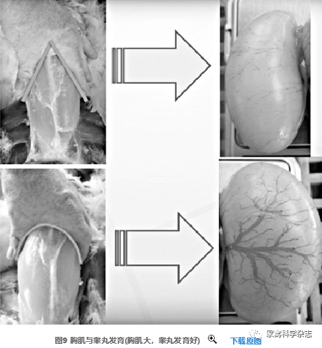 怎么约周围的鸡现代肉种鸡产蛋高峰后饲养管理关键控制点（下）_https://www.jmylbn.com_新闻资讯_第7张